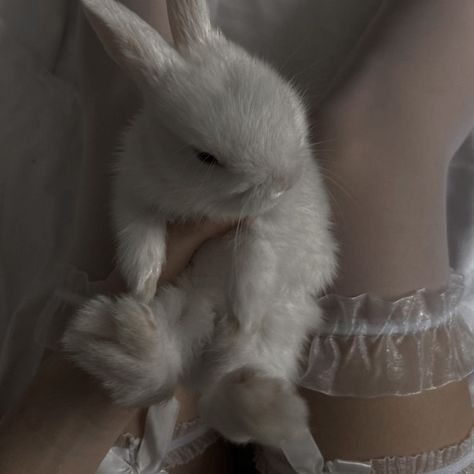 picture of a bunny