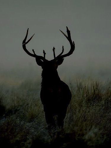 picture of a black deer