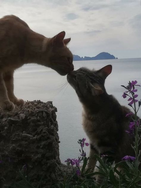 picture of kissing cats