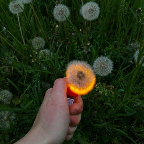 picture of a dandalion on fire