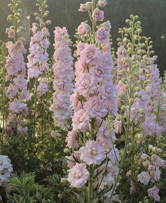 picture of pink flowers